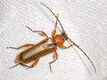 Phymatodes testaceus